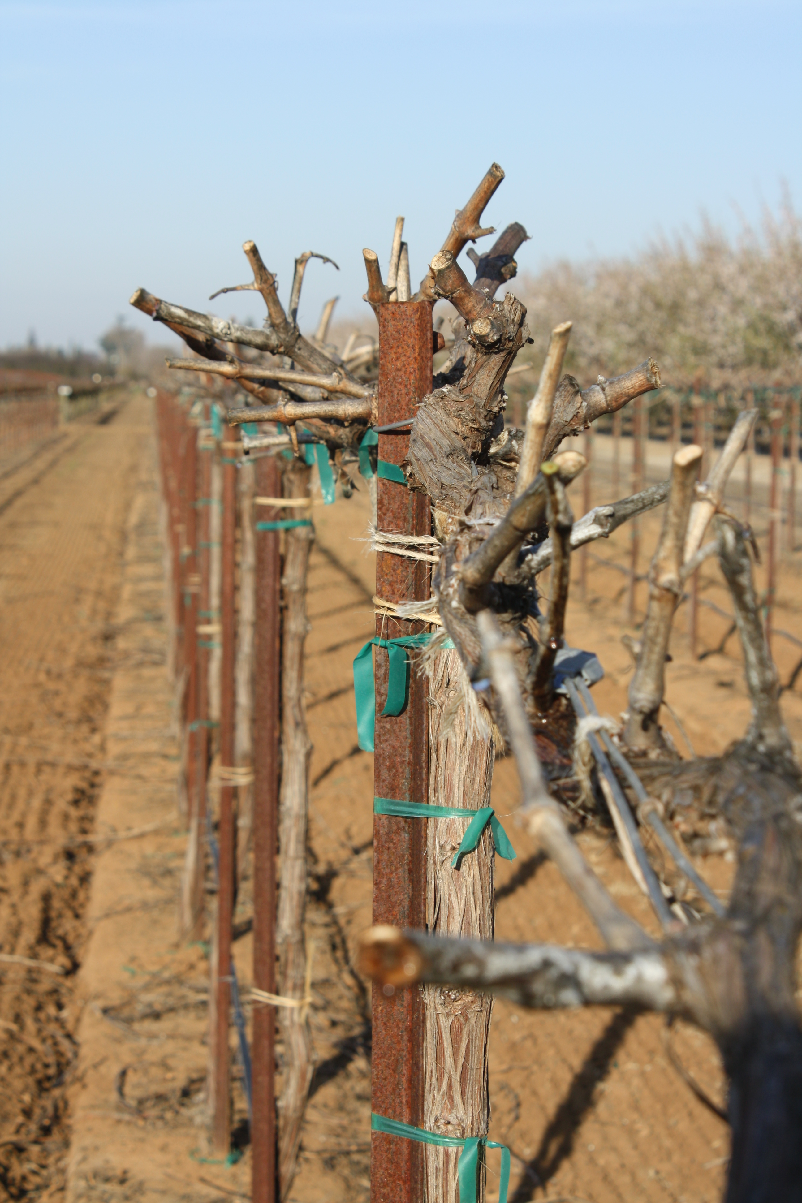 Vineyard prunings simple collection program
